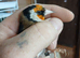 PEATHROAT GOLDFINCH MALE
