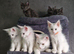 Maine coon kittens available