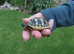 Hermann's tortoises T.h.b. 2yrs old.