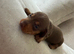 Miniature dachshund puppies