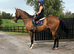 ***REDUCED Stunning big Irish TB gentleman 17h full up 11yo Irish TB gelding RORE
