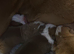 KC registered Traditional English Bulldog puppies