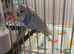 Available Still 3 x Baby BOY Budgies different colours £30 each special deal 2 for £55