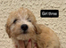 Jackapoo puppies ready to leave