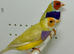 Beautiful pair of yellow Gouldian finches