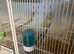 Ringneck pairs looking new home