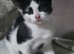 3 Gorgeous, Playful Kittens