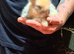 Lion head pure bred rabbits