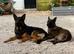 shepkita puppies ready now 2 girls left