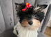 Beautiful tiny little fluffy puppies 2 girls