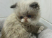 TICA registered bicolour point Persian kittens