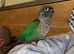 Conure