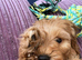 Male cockapoo