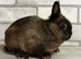 Netherland Dwarf Girl