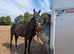 Mare with all the wow factor to make top level