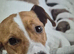 Jack Russell pups