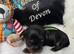 Adorable Yorkshire/Biewer Terriers