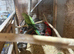 Young Indian ringnecks forsale