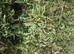 Fresh Green Moss Available &pound;25 including Delivery