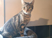 Female cat