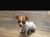Chihuahua tea cup size boy puppy