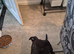 Rottweiler cross pocket bully puppy female
