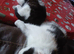 8 week old kittens