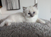 Ragdoll Kittens