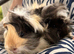 Guinea Pigs - pair of baby brothers
