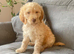 11 beautiful f1b Irish doodles (4 left)