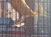 Yorkshire canary for new home