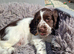 Cocker spaniels puppies 2 boys left.