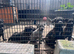 3/4 cane corso 1/4 Belgium Malinois