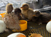 9 xindian runner ducklings