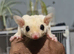 Leucistic Fully Tamed Sugar Glider Baby Boy