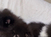 Pomeranian puppies