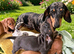 RKC Reg Dachshund puppies
