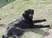 Doris! The gentlest Newfoundland x puppy is looking for her forever home.