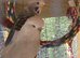 Budgies, 2 recently fledged and two mature male and female