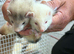 Ferrets