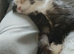 8 Month Old Female Persian x Scottish Fold