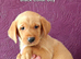 Gorgeous Kc Reg Fox Red Labs From Health Tested Parents
