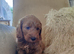 Cockapoo puppies f2