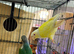 Conure with split