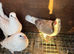 White breeding pair racers