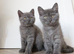 Stunning British shorthair female