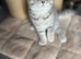 Scottish fold