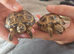 Tortoise