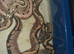 5x royal python hatchlings