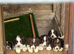 Goregous Litter of Springer Spaniels